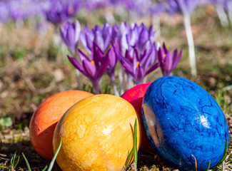 Bunte Ostereier mit Krokussen