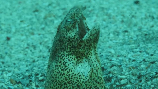Snake Eel on a sandy bottom in the surf zone during a storm. Portrait of Marbled Snake Eel (Callechelys marmorata) stuck her head out of the sand