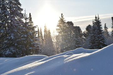 Fototapeta premium winter landscape with trees and snow