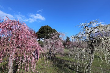かざはやの里　梅林