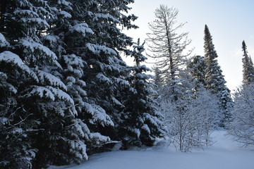 snow covered pine trees