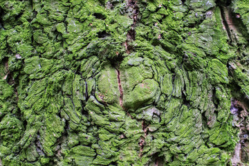The texture of tree bark forms a circle