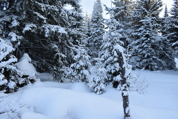 Fototapeta na wymiar snow covered pine trees