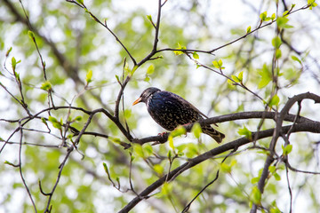 starling (a black bird with gray patches and a yellow beak) sits not on a branch on which leaves only blossom in spring