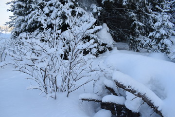 winter landscape with trees and snow