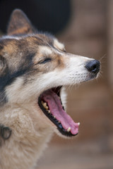 finnischer Schlittenhund