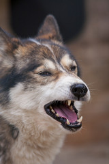 finnischer Schlittenhund