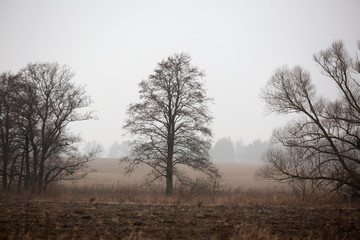 Landscape with trees in the field and light fog in February