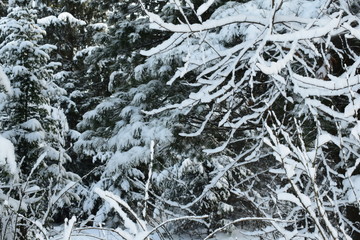 snow covered trees