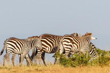 Fototapeta na wymiar Zebras in the savannah in Africa
