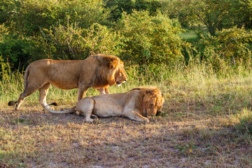 Two wild lion male on the African savanna