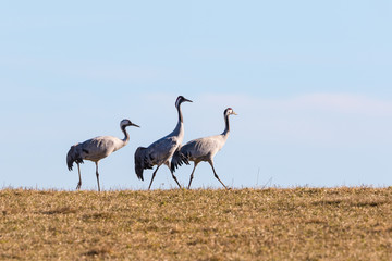 Obraz na płótnie Canvas Three cranes walking on the field