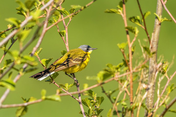 Yellow wagtail on a tree branch