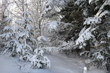 snow covered trees in winter