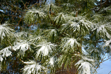 Fototapeta premium branch of a tree