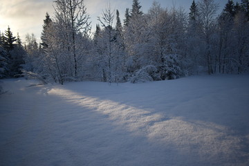 Fototapeta na wymiar winter landscape with trees and snow