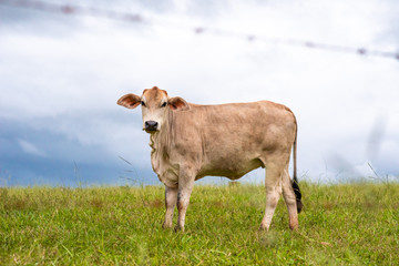 Naklejka na ściany i meble Cows in pasture. Farm. Brazil. Nelore