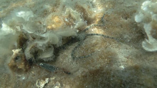 Brittlestar walks on a reef and hides under algae. Underwater shot. Mediterranean Sea, Europe.