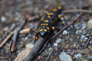 Feuersalamander am Weg im Spätwinter