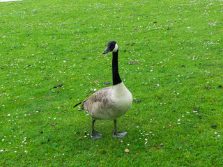 Gray with a black plumage on the neck of a Canadian goose grazes in a meadow.