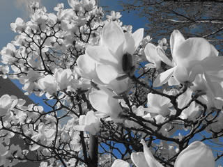 White Magnolia