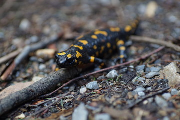 Feuersalamander auf Stock