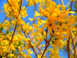 Bright Yellow Forsythia