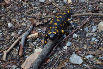 Feuersalamander im Winter