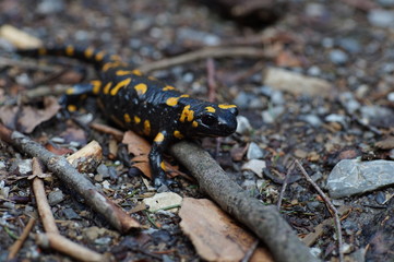 Feuersalamander im Februar