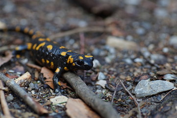Feuersalamander