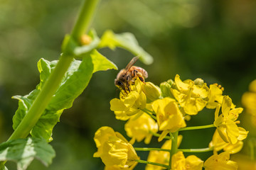 菜の花と蜂