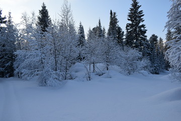 trees in winter