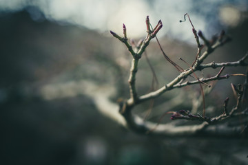 cold feel tree