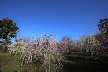 かざはやの里　梅林