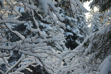 snow covered trees in winter