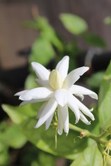 Jasmin flower with selective focus in the garden clicked by Himanshu Gupta with dimensions 3456X5184