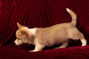 Pembroke Welsh Corgi puppy portrait at home on red velvet background