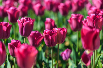 Closeup of pink tulips flowers with green leaves in the park outdoor.