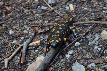 Feuersalamander im Winter 