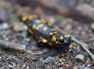 Feuersalamander im Fokus