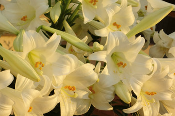Obraz premium 豪華で、艶やかで華やかな水仙の開花した花々