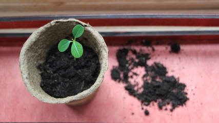 young green sprout in a peat container on the background of waking up soil