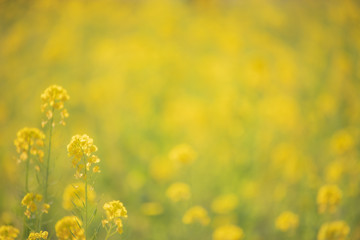 Fototapeta premium 菜の花の絨毯