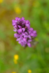 Blutrotes Knabenkraut (Dactylorhiza cruenta)
