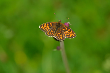 Wachtelweizen-Scheckenfalter (Melitaea athalia)	