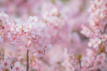 東京の河津桜