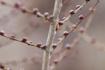 Red Berries On A Winter Tree Before Spring In Colorado, Red Winter Berries On Tree Branch In Wintertime