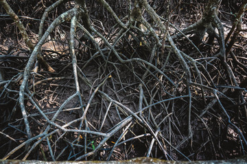 Air root of mangrove in the low tide, natural background
