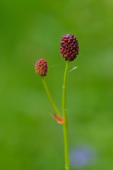 Wiesenknopf auf einer Wagerwiese	