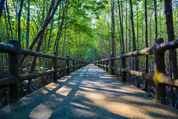 A bridge of walkway inside tropical mangrove forest covered by brown mangrove tree.
